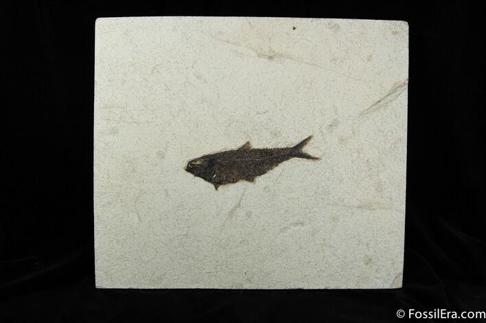 Inch Knightia Fish Fossil On Large Plate #270